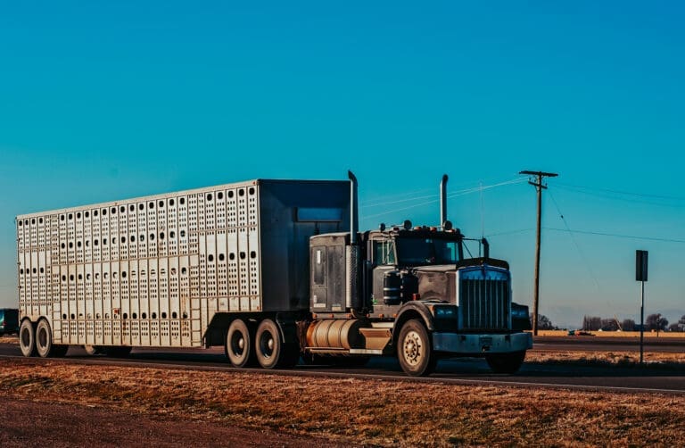 local farmer using a stock truck and trailer to haul cattle or other livestock